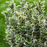 Salba Japoneza Euonimus White Spire, cu frunze verzi-albe