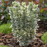 Salba Japoneza Euonimus White Spire, cu frunze verzi-albe
