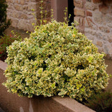 Salba Japoneza Euonimus Emerald 'N' Gold