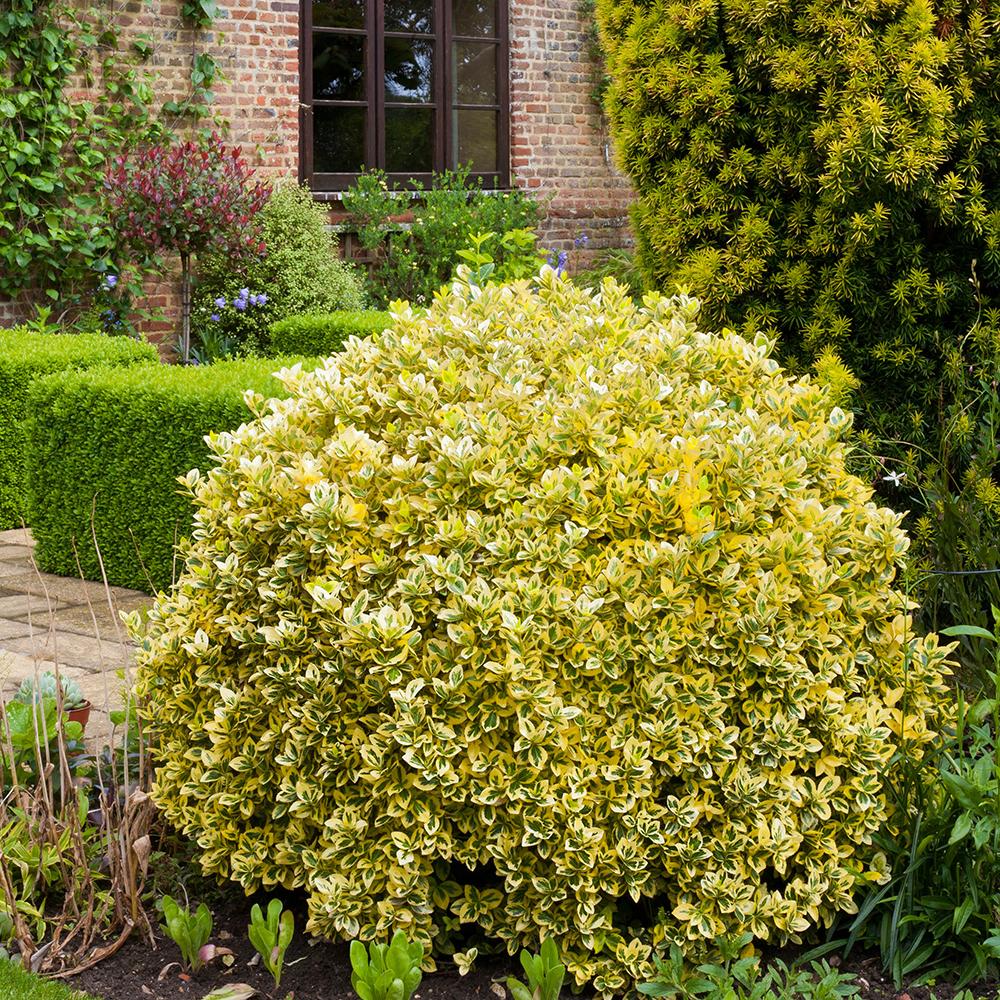 Salba Japoneza Euonimus Emerald 'N' Gold