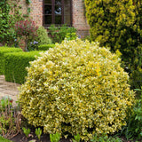 Salba Japoneza Euonimus Emerald 'N' Gold