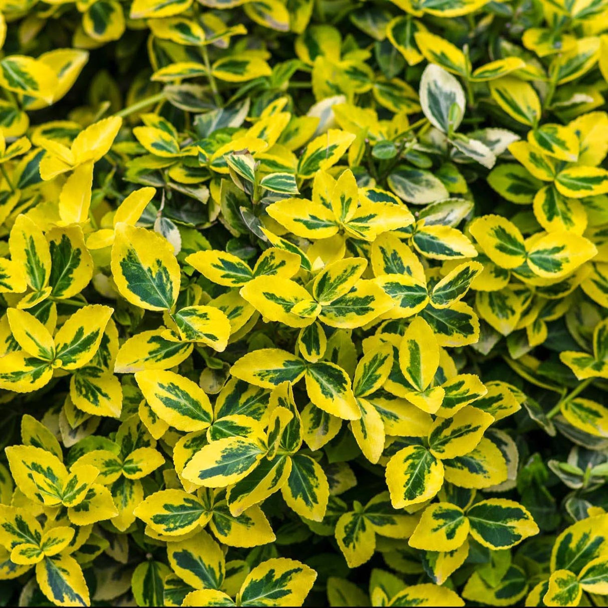 Euonimus Emerald 'N' Gold японски градински чай