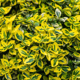 Euonimus Emerald 'N' Gold японски градински чай