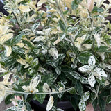 Salba Japoneza Euonimus Harlequin, cu frunzis alb-verde