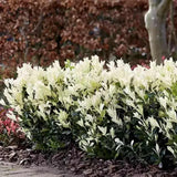 Евонимус японски Himalaya, компактен вечнозелен декоративен храст, устойчив