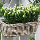 Евонимус японски Himalaya, компактен вечнозелен декоративен храст, устойчив