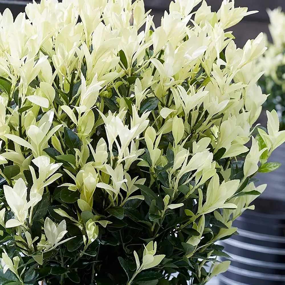 Евонимус японски Himalaya, компактен вечнозелен декоративен храст, устойчив