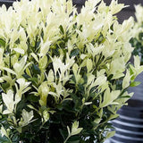 Евонимус японски Himalaya, компактен вечнозелен декоративен храст, устойчив