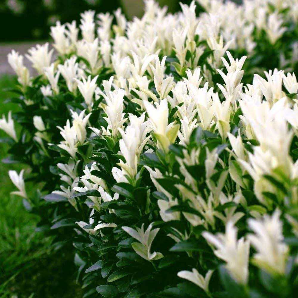 Евонимус японски Himalaya, компактен вечнозелен декоративен храст, устойчив