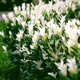 Евонимус японски Himalaya, компактен вечнозелен декоративен храст, устойчив