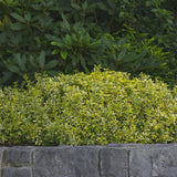 Salba Japoneza Euonimus Emerald 'N' Gold