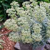 Euphorbia verde-alb Silver Swan