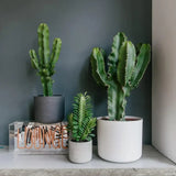 Cactus Candelabru African Trigona, tulpini verzi, aspect sculptural, fara spini, usor de ingrijit - 80 cm