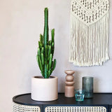 Cactus Candelabru African Trigona, tulpini verzi, aspect sculptural, fara spini, usor de ingrijit - 80 cm