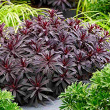 Euphorbia Miners Merlot, planta perena decorativa rosu-bordeaux rezistenta frig
