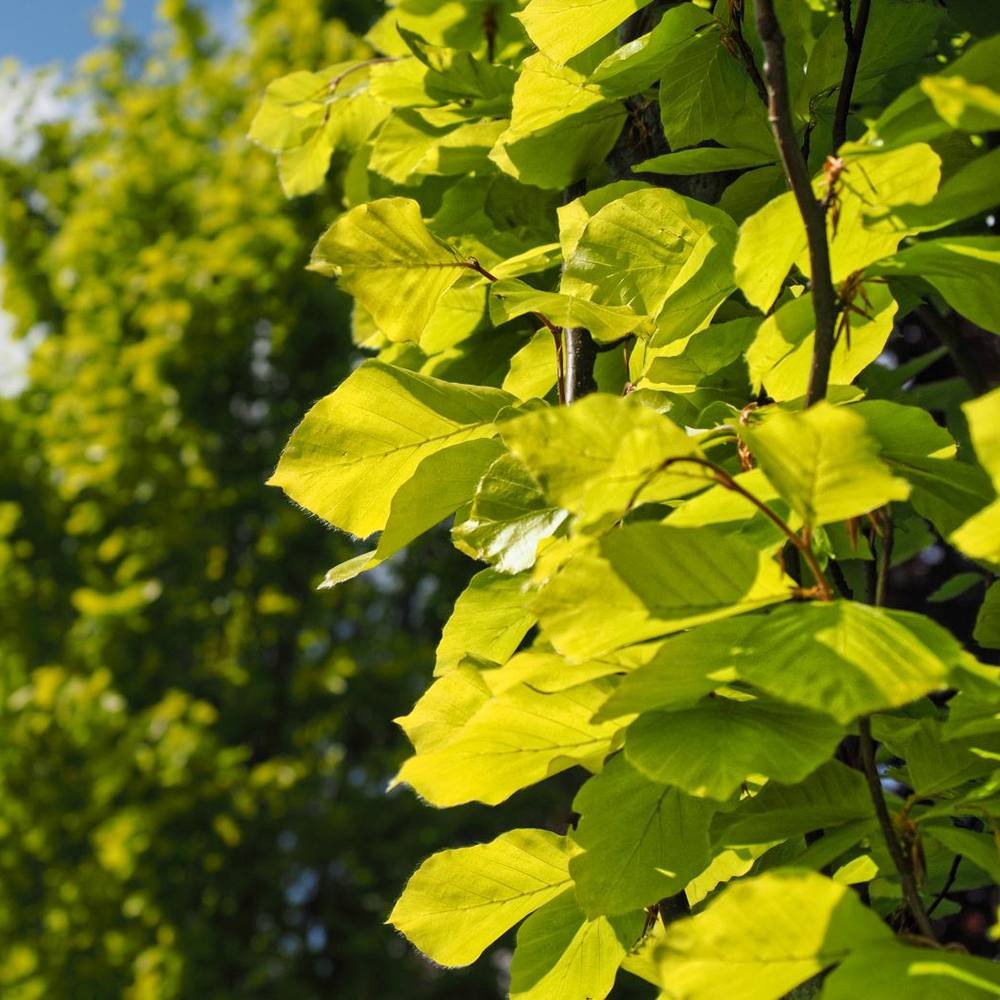 Fag Auriu (Fagus Sylvatica) Dawyck Gold - VERDENA - 100 - 125 cm inaltime, ghiveci de 7.5 l