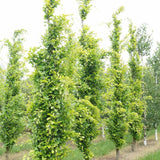 Fag Auriu (Fagus Sylvatica) Dawyck Gold - VERDENA - 100 - 125 cm inaltime, ghiveci de 7.5 l