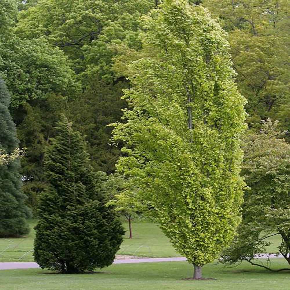 Fag Auriu (Fagus Sylvatica) Dawyck Gold - VERDENA - 100 - 125 cm inaltime, ghiveci de 7.5 l