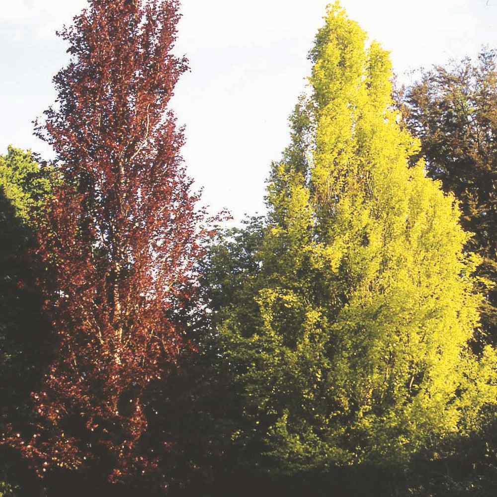 Fag Auriu (Fagus Sylvatica) Dawyck Gold - VERDENA - 100 - 125 cm inaltime, ghiveci de 7.5 l