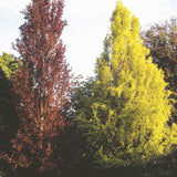 Fag Auriu (Fagus Sylvatica) Dawyck Gold - VERDENA - 100 - 125 cm inaltime, ghiveci de 7.5 l