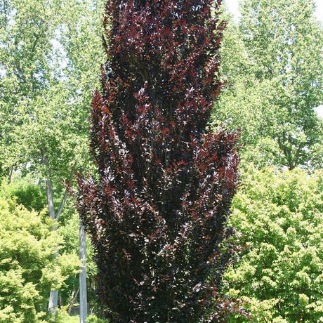 Fag columnar Rosu (Dawyck Purple), cu frunzis purpuriu