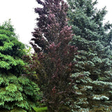 Fag columnar Rosu (Dawyck Purple), cu frunzis purpuriu