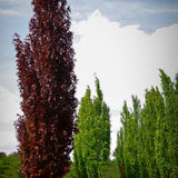 Fag columnar Rosu (Dawyck Purple), cu frunzis purpuriu
