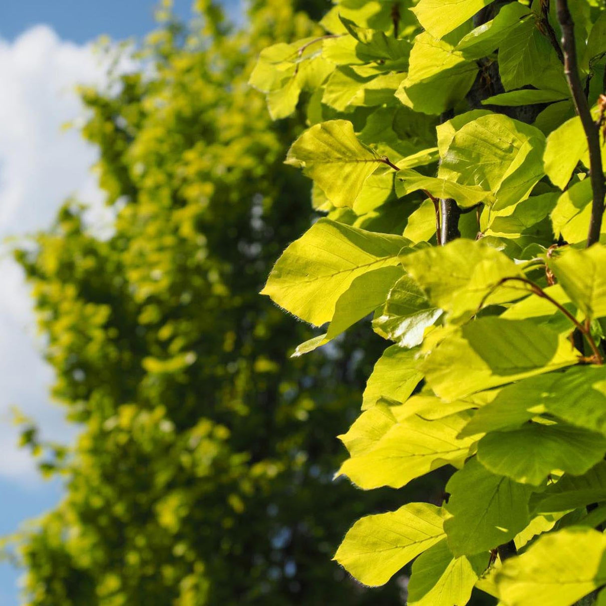 Fag Auriu (Fagus Sylvatica) Dawyck Gold