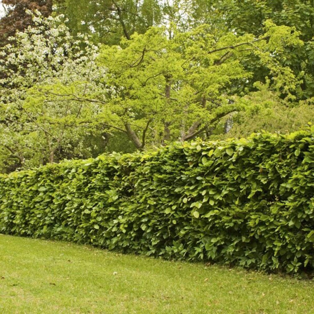 Fag European (Fagus Sylvatica), planta solitara sau gard viu