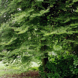 Fag European (Fagus Sylvatica), planta solitara sau gard viu