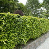 Fag European (Fagus Sylvatica), planta solitara sau gard viu