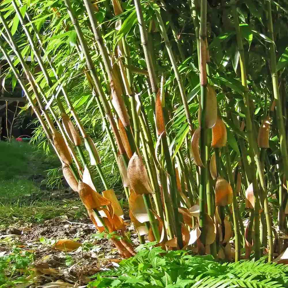Bambus de gradina (Fargesia Rufa) Robusta Wolong, neinvaziv, rezistent la frig, gard viu dens