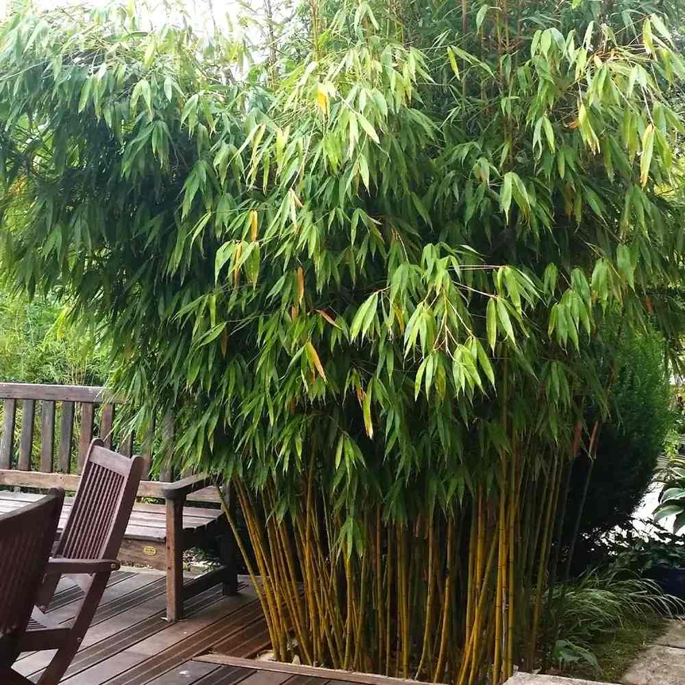 Bambus de gradina (Fargesia Rufa) Robusta Wolong, neinvaziv, rezistent la frig, gard viu dens