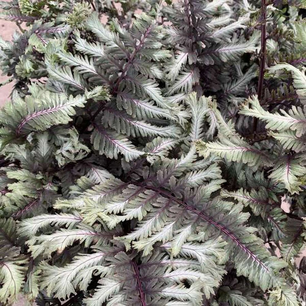 Feriga Japoneza Pictata (Athyrium) Crested Surf