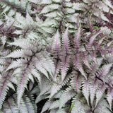 Feriga Japoneza Pictata (Athirium) Pewter Lace