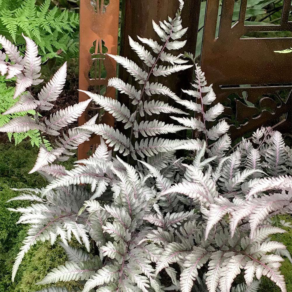 Feriga Japoneza Pictata (Athirium) Pewter Lace