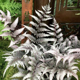 Feriga Japoneza Pictata (Athirium) Pewter Lace