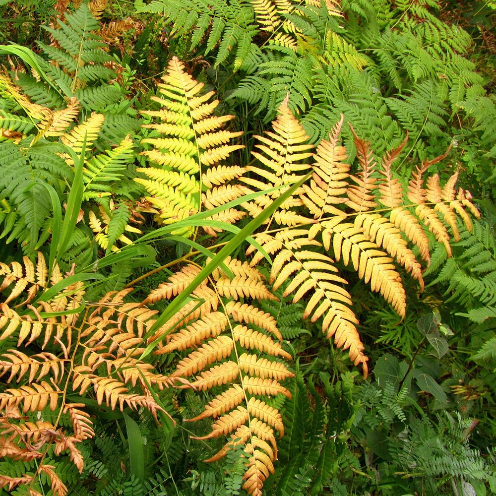 Feriga auriu Jurassic Gold