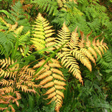 Feriga auriu Jurassic Gold