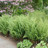 Feriga Comuna (Dryopteris Filix-Mas)