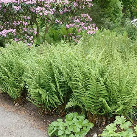Feriga Comuna (Dryopteris Filix-Mas)