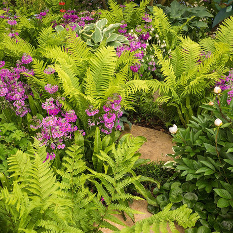 Feriga Comuna (Dryopteris Filix-Mas)