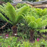 Feriga Copac (Dicksonia Antartica)