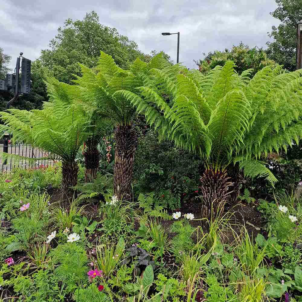 Feriga Copac (Dicksonia Antartica)