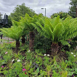 Feriga Copac (Dicksonia Antartica)