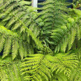 Feriga Copac (Dicksonia Antartica)