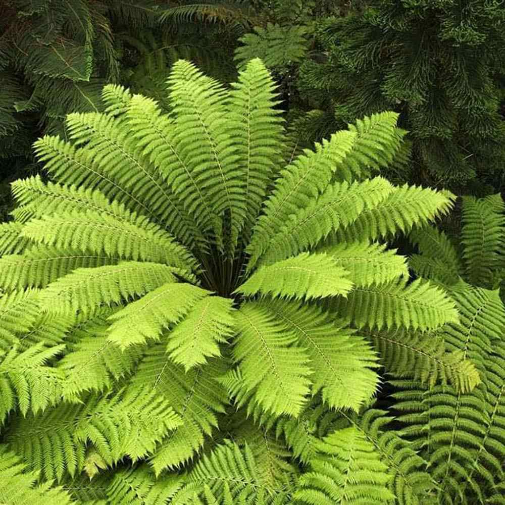 Feriga Copac (Dicksonia Antartica)