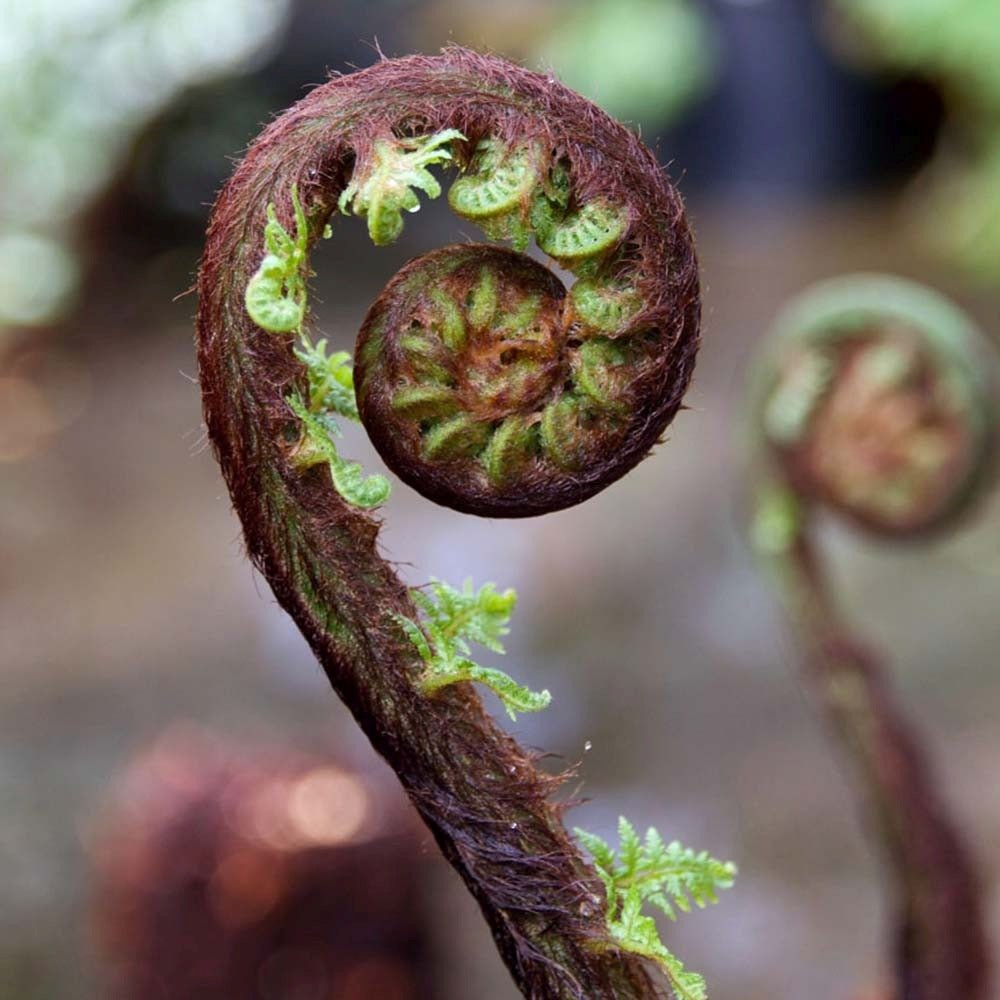 Дървесна папрат (Dicksonia antartica)