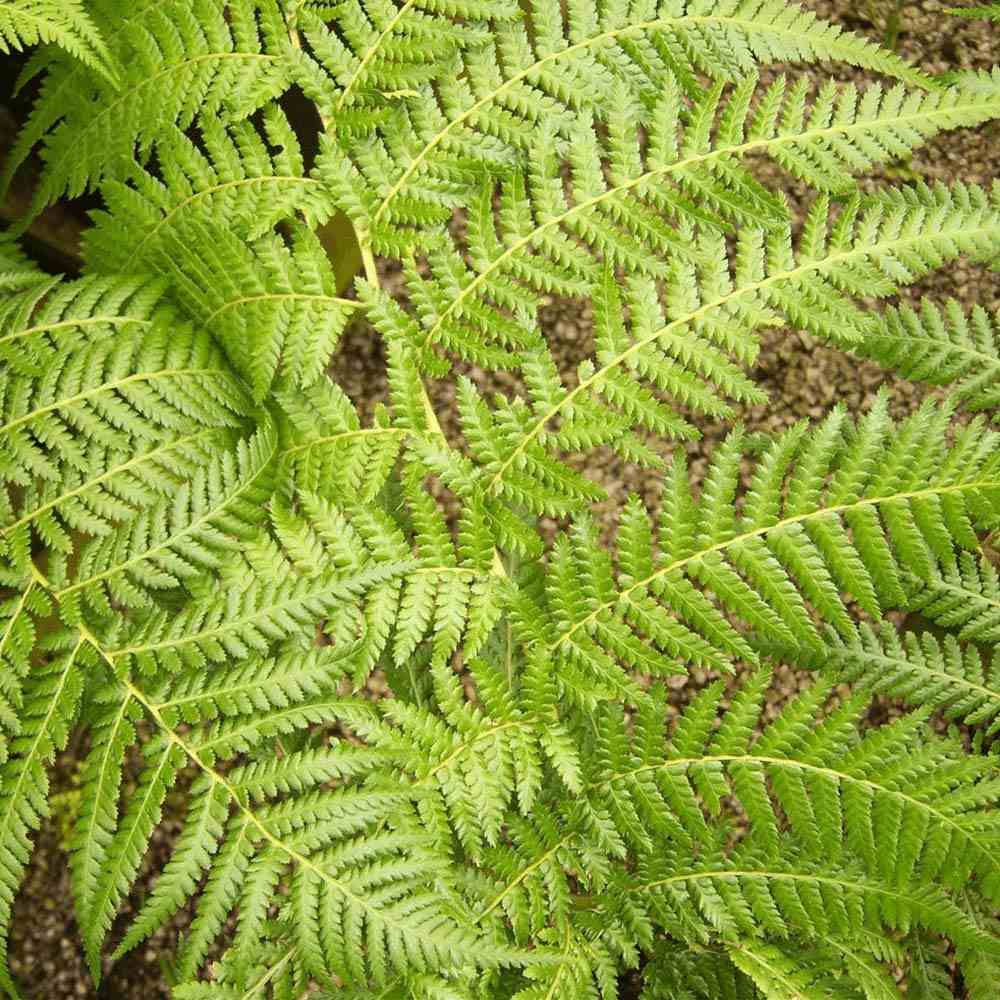 Дървесна папрат (Dicksonia antartica)