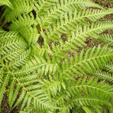 Дървесна папрат (Dicksonia antartica)